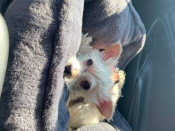 Cairn Terrier Dogs Available for Adoption - Brodie | PetCurious