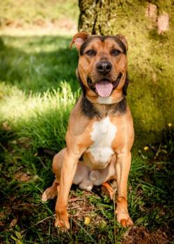 German Shepherd Dog Dogs Available for Adoption in Tillamook, Oregon - Carl | PetCurious