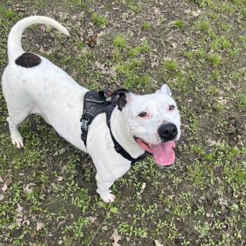 Sassy -  Pit Bull Terrier Dog for Adoption in Clanton, Alabama - Sassy | PetCurious