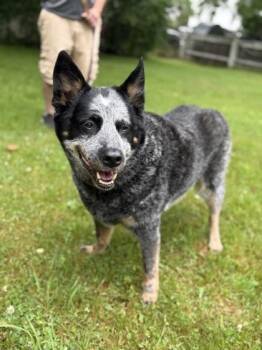 Gracie -  Australian Cattle Dog Blue Heeler Dog for Adoption in Worcester, Massachusetts - Gracie | PetCurious