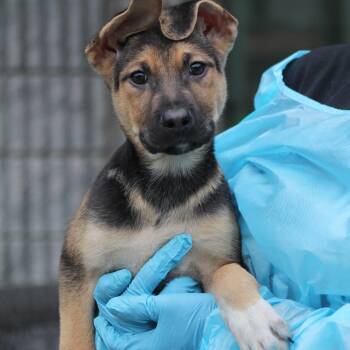 German Shepherd Dog and Terrier Dogs Available for Adoption in Lemont, Illinois - Reef | PetCurious