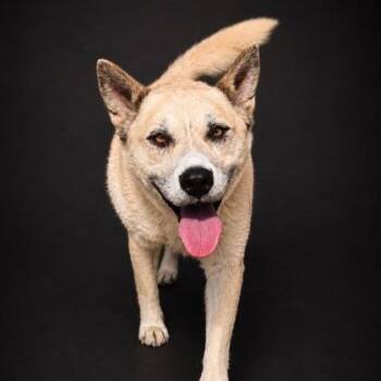 Candy -  Shepherd and Cattle Dog Dog for Adoption in Fresno, California - Candy | PetCurious