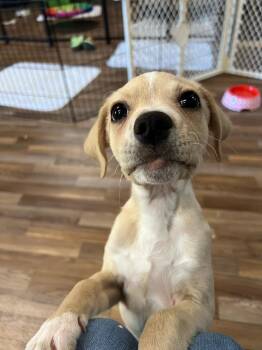 Sheldon -  Rat Terrier and Beagle Dog for Adoption in Waterloo, Illinois - Sheldon | PetCurious