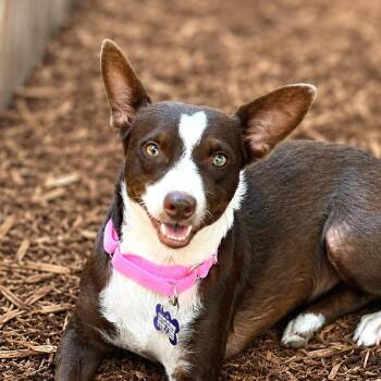 Nyra -  Chihuahua and Mixed Breed Dog for Adoption in Boerne, Texas - Nyra | PetCurious