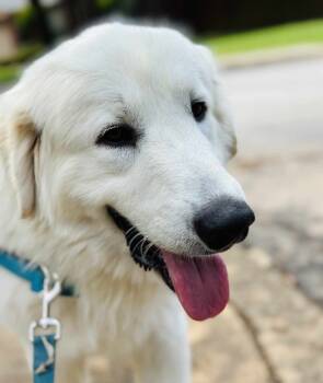 Rescue Great Pyrenees Dogs for Adoption in Quinlan, Texas - Jerry SAT | PetCurious