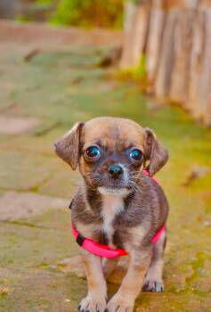 Chiweenie and Boston Terrier Dogs Available for Adoption - Espresso | PetCurious