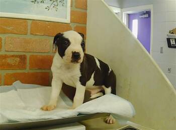ZONIC -  Staffordshire Bull Terrier Dog for Adoption in Houston, Texas - ZONIC | PetCurious