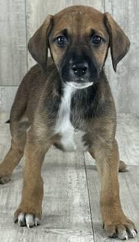 Black Mouth Cur and Labrador Retriever Dogs Available for Adoption - Brook | PetCurious