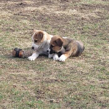 Mixed Breed Dogs Available for Adoption - Hail | PetCurious