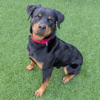 Hank -  Mixed Breed Dog for Adoption in Pittsburgh, Pennsylvania - Hank | PetCurious