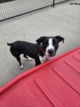 Mirabelle -  Pit Bull Terrier and Mixed Breed Dog for Adoption in Westland, Michigan - Mirabelle | PetCurious
