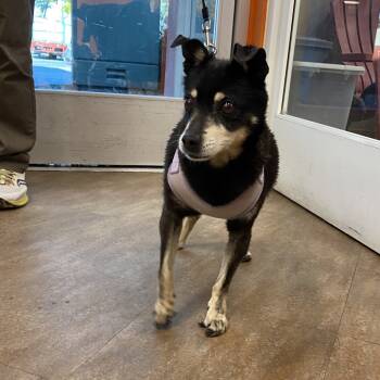 Rescue Chihuahua Dogs for Adoption in Westminster, California - WAGS-Stray-20262 | PetCurious