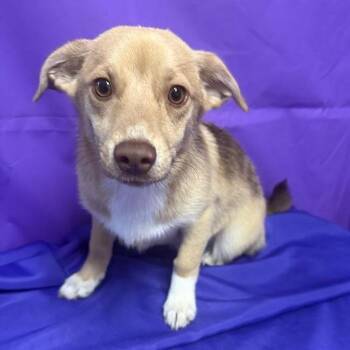 Isotope -  Mixed Breed Dog Available for Adoption in North Myrtle Beach, South Carolina - Isotope | PetCurious