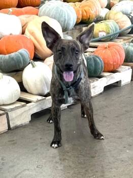 Rescue Mixed Breed Dogs for Adoption in Cairo, Georgia - Batman & Robin | PetCurious