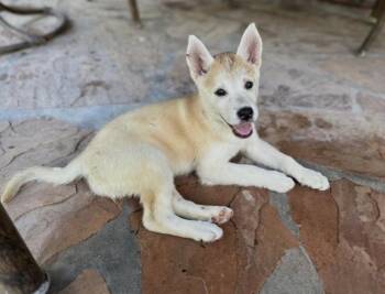 Rowan -  German Shepherd Dog Dog for Adoption in Evergreen, Colorado - Rowan | PetCurious