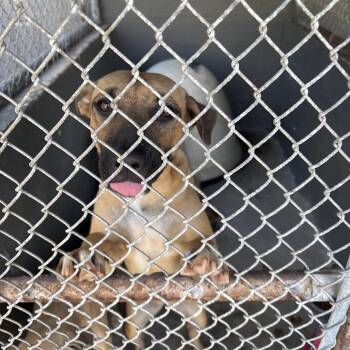 Toccoa -  Shepherd Dog for Adoption in Clanton, Alabama - Toccoa | PetCurious