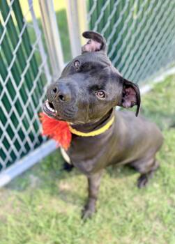 Morticia Addams -  Pit Bull Terrier Dog for Adoption in Mckinney, Texas - Morticia Addams | PetCurious