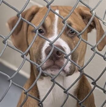 Hound and Pit Bull Terrier Dogs Available for Adoption in Anchorage, Alaska - DWAYNE | PetCurious