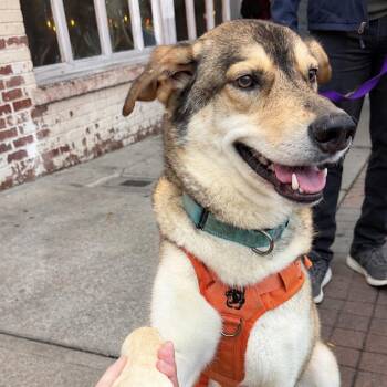 Milo -  Shepherd and Husky Dog for Adoption in Columbia, South Carolina - Milo | PetCurious