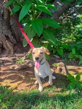 Elle Woods -  Chihuahua and Dachshund Dog for Adoption in Candler, North Carolina - Elle Woods | PetCurious