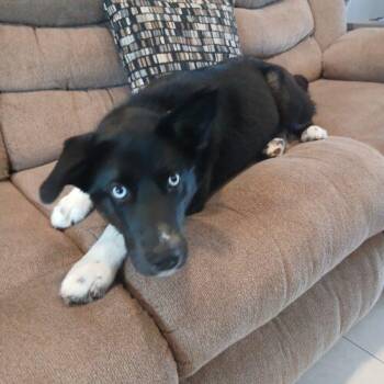 Eden -  Husky and Mixed Breed Dog Available for Adoption in Hawkestone, Ontario - Eden | PetCurious