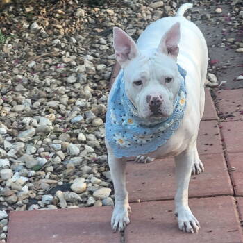 Rescue Pit Bull Terrier Dogs for Adoption in Ocean Township, New Jersey - Hannah - A Sweet Special Girl Looking For A Home | PetCurious
