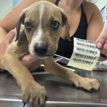 Coat Of Many Colors -  Mixed Breed Dog for Adoption in Charleston, West Virginia - Coat Of Many Colors | PetCurious
