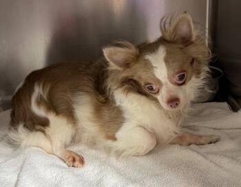 Luca $500 -  Chihuahua Dog for Adoption in West Milwaukee, Wisconsin - Luca $500 | PetCurious