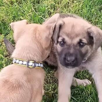 Mixed Breed Dogs Available for Adoption in West Olive, Michigan - Kira | PetCurious