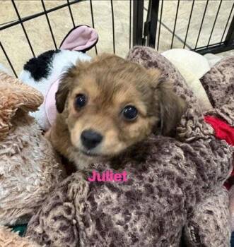 Chihuahua Dogs Available for Adoption - Juliet | PetCurious