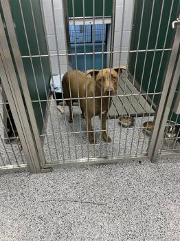 Labrador Retriever and Mixed Breed Dogs Available for Adoption in Palmetto, Florida - ARCHIE | PetCurious