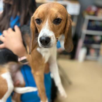 Sherbert - Chino Hills Location -  Beagle Dog for Adoption in Chino Hills, California - Sherbert - Chino Hills Location | PetCurious