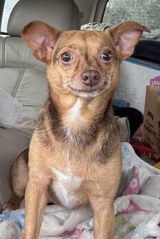 Rescue Chihuahua Dogs for Adoption in Cumming, Georgia - Coco | PetCurious