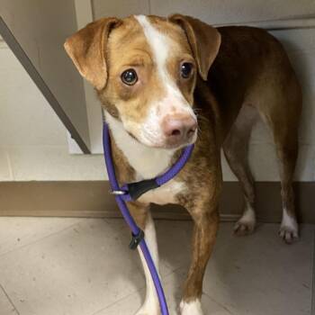 Venus -  Terrier and Mixed Breed Dog for Adoption in Jacksboro, Tennessee - Venus | PetCurious