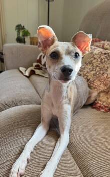 Guppy -  Mixed Breed Dog Available for Adoption in Indianapolis, Indiana - Guppy | PetCurious