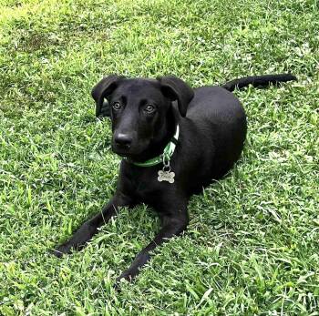 Bones 2 -  Black Labrador Retriever Dog for Adoption in Killingworth, Connecticut - Bones 2 | PetCurious