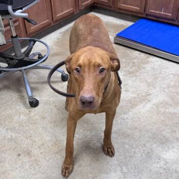 Hound Dogs Available for Adoption in Tupelo, Mississippi - Redd - 040218U | PetCurious