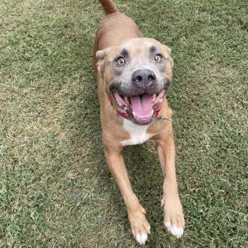 Pink Floyd -  Mixed Breed Dog for Adoption in Chattanooga, Tennessee - Pink Floyd | PetCurious