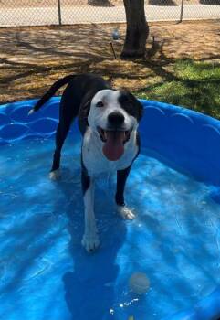 YINGYANG -  Pit Bull Terrier and Mixed Breed Dog for Adoption in Thousand Palms, California - YINGYANG | PetCurious