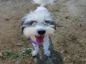 Terrier and Mixed Breed Dogs Available for Adoption - FIFI | PetCurious