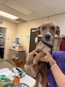 Zoey -  Hound and Pit Bull Terrier Dog for Adoption in Palm Coast, Florida - Zoey | PetCurious