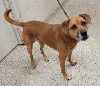 Addison -  Mixed Breed Dog for Adoption in Kansas City, Missouri - Addison | PetCurious