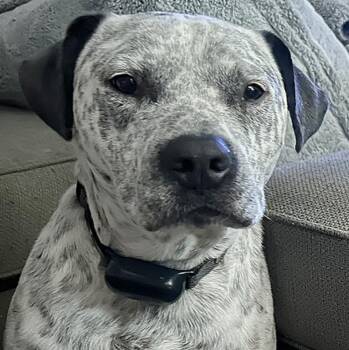 Rescue Australian Cattle Dog Blue Heeler and Pit Bull Terrier Dogs for Adoption in Longview, Texas - Tux | PetCurious