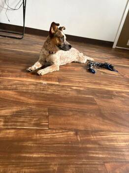 Cattle Dog Dogs Available for Adoption - Wicket | PetCurious