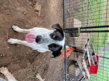 Rescue Cattle Dog Dogs for Adoption in Muskogee, Oklahoma - Annie | PetCurious
