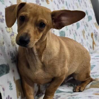 SNAP -  Dachshund and Chihuahua Dog for Adoption in Holton, Kansas - SNAP | PetCurious