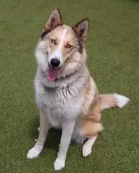 Mixed Breed Dogs Available for Adoption in Athens, Georgia - Lassie | PetCurious