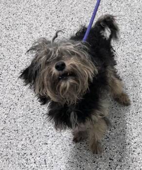 Wyandotte -  Terrier and Mixed Breed Dog Available for Adoption in Westland, Michigan - Wyandotte | PetCurious