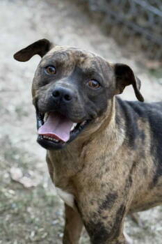 Rescue Boxer and Catahoula Leopard Dog Dogs for Adoption in Redfield, Arkansas - Andy | PetCurious