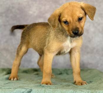 Great Pyrenees and Mixed Breed Dogs Available for Adoption in Warren, Michigan - Linux | PetCurious